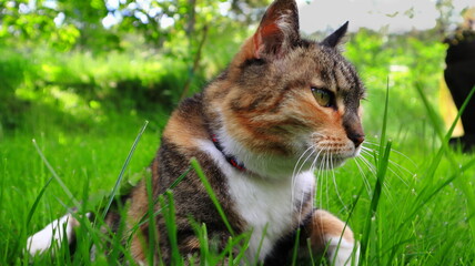 Naklejka na ściany i meble kot w trawie, lying cat in the grass