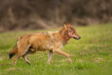 Grey Wolf (Canis lupus). The Bieszczady Mts., Carpathians, Poland.