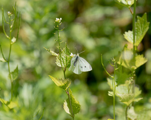 Cabbage White