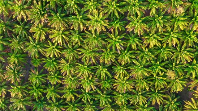 Aerial view drone footage of Palm tree plantation in tropical rainforest in Southeast Asia