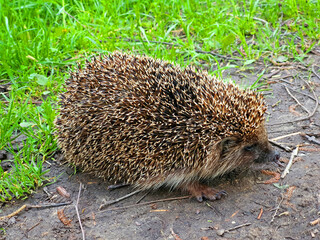 hedgehog in the grass