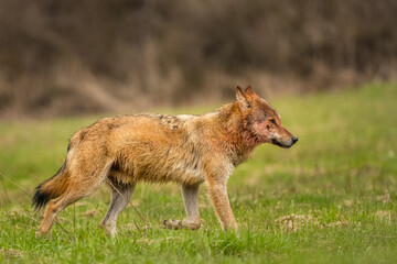 Grey Wolf (Canis lupus). The Bieszczady Mts., Carpathians, Poland.