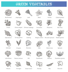 Green salad leaves. Vector vegetarian healthy food leaf set