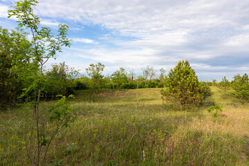 Obraz premium Forest and trees landscape with beautiful blue cloudy sky