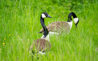 goose on the grass
