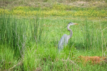 great blue heron