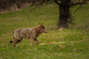 Grey Wolf (Canis lupus). The Bieszczady Mts., Carpathians, Poland.