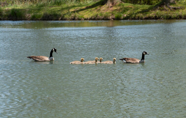 Canada Geese with Goslings