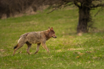 Grey Wolf (Canis lupus). The Bieszczady Mts., Carpathians, Poland.