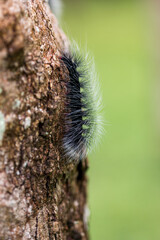 hairy caterpillar