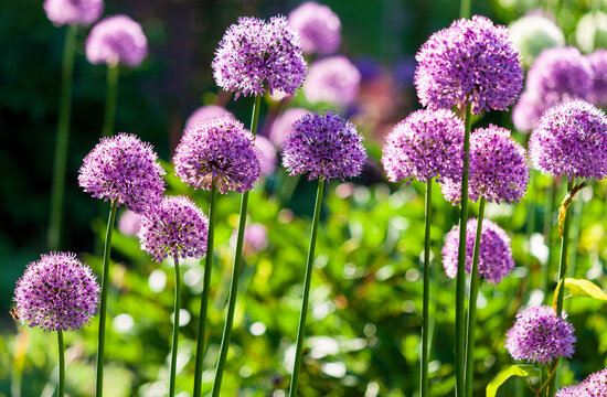 Beautiful flower bed with purple blooming allium flowers in springtime in the garden
