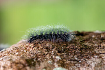 hairy caterpillar