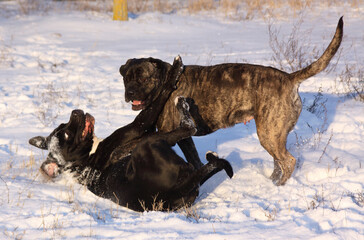 tobende Hunde