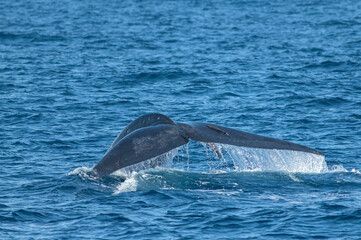 Fluking whale; A Blue whale showing its fluke just before it took a deep dive; blue whale tale;...