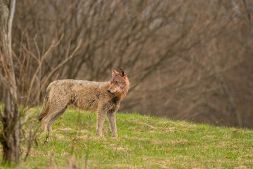 Grey Wolf (Canis lupus). The Bieszczady Mts., Carpathians, Poland.