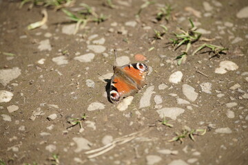 Junges Tagpfauenauge Schmetterling in grellem Sonnenschein auf dem Boden bei der Flüssigkeitsaufnahme, Aglais io
