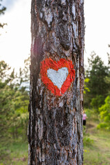 Tree trunk in the woods with Heart sign on it. Hiking trail marker
