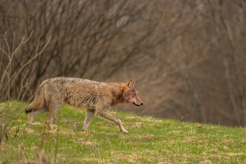 Grey Wolf (Canis lupus). The Bieszczady Mts., Carpathians, Poland.