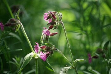 Florale Elemente in einem Park oder Garten zur sommerlichen jahreszeit
