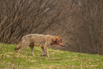 Grey Wolf (Canis lupus). The Bieszczady Mts., Carpathians, Poland.