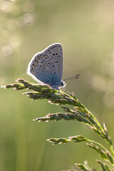 common blue butterfly on grass in sunset yellow background