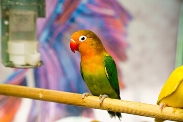 lovebird parrot. bird is inseparable. large, colorful, beautiful parrots. 
