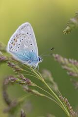 Fototapeta na wymiar Common blue butterfly macro in grass