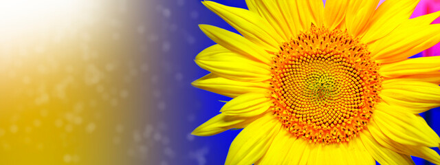 Summer field of sunflowers on a sunny day