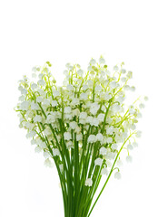 Lily of the valley flower on white background.