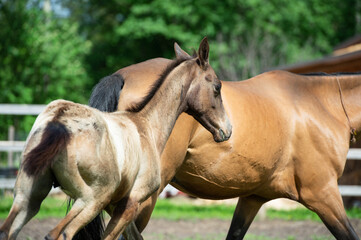 running purebred akhalteke dam with foal in the paddock