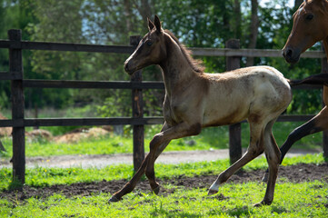 running purebred akhalteke foal with mom  in the paddock