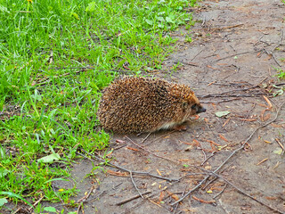 hedgehog in the grass