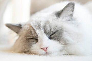 A sleeping small ragdoll kitten with squinted eyes. Close up. Shallow Depth of Field. SDF. 