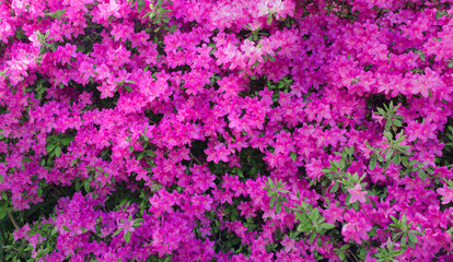 Background with pink flowers