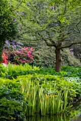 Obraz premium Variety of colourful flowers grow around the lake at the John Lewis Longstock Park Water Garden, Hampshire UK