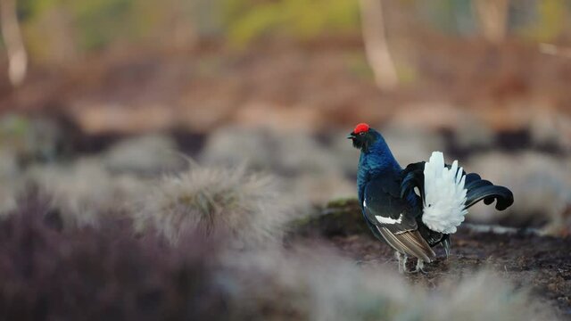 Black Grouse on spring bog ready for fighting, lekking. Spring colors of moors with black grouse, blackcock. Male Black Grouse lek game at sunrise. Lyrurus tetrix lekking in Estonia, Saaremaa swamp