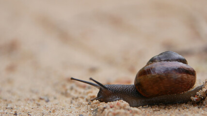 A snail crawls on the ground. Snail pest of vegetable gardens