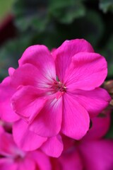 close up of pink flower geraniums 