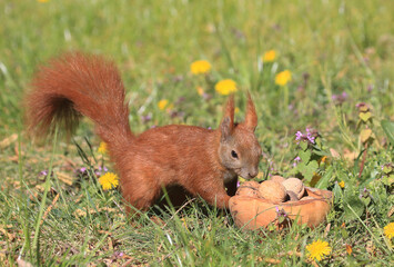Eichhörnchen zwischen Blumen an einer Holztruhe