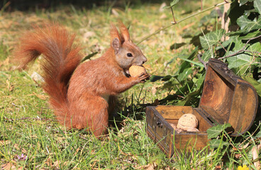 Eichhörnchen zwischen Blumen an einer Holztruhe