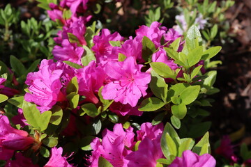Violet-pink flowering evergreen azalea shrub. Azalea rhododendron.