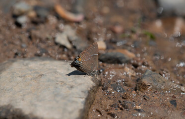 White M Hairstreak