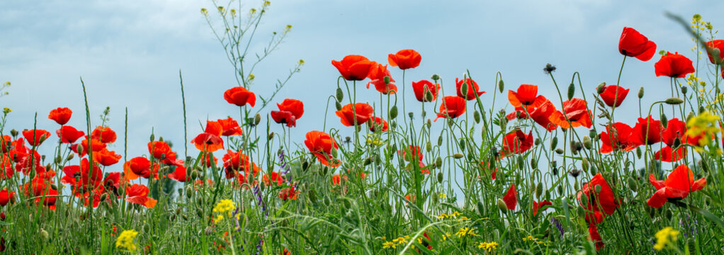 Poppy field. Nature spring summer panoramic background. © Kakteen