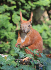 Eichhörnchen