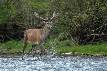 Red Deer (Cervus elaphus) in the river. The Bieszczady Mts., Carpathians, Poland.