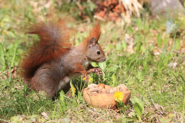 Eichhörnchen zwischen Blumen an einer Holztruhe