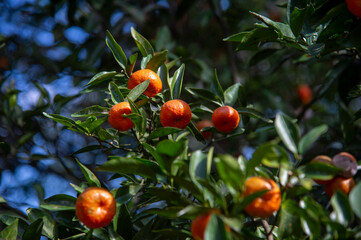 Orange tree, Vitamin C