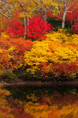 大雪高原沼めぐりの紅葉（エゾ沼）