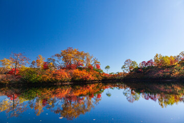 大雪高原沼めぐりの紅葉（エゾ沼）