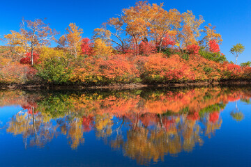 大雪高原沼めぐりの紅葉（エゾ沼）